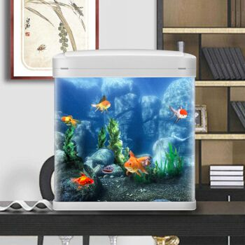 大魚缸金魚養幾條好呢：大魚缸養金魚的數量