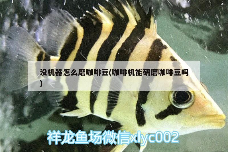 沒機器怎么磨咖啡豆(咖啡機能研磨咖啡豆嗎)
