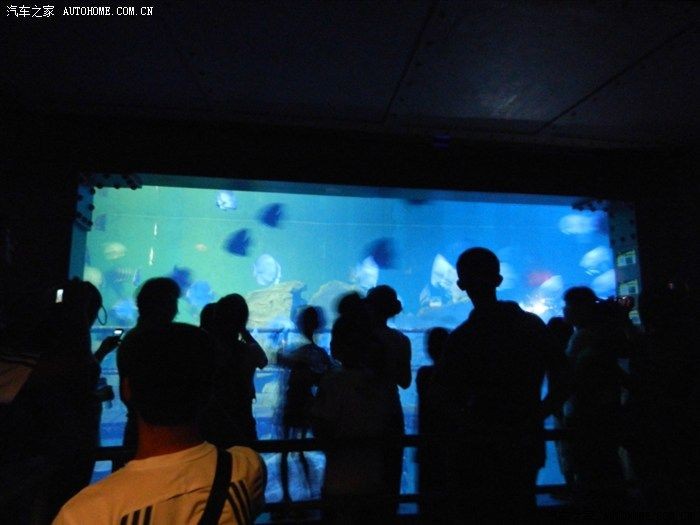 金龍魚適合多少溫度：金龍魚適合多少溫度的水?