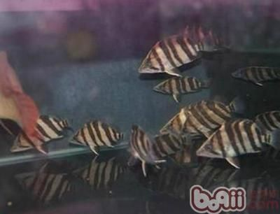印尼虎魚飼養技巧和方法視頻：印尼虎魚飼養技巧