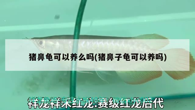 豬鼻龜可以養(yǎng)么嗎(豬鼻子龜可以養(yǎng)嗎)