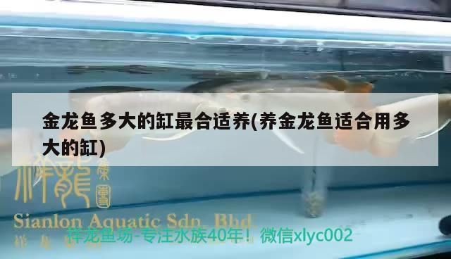 龍魚用多寬的缸養vs祥龍魚場：龍魚養殖缸的具體尺寸