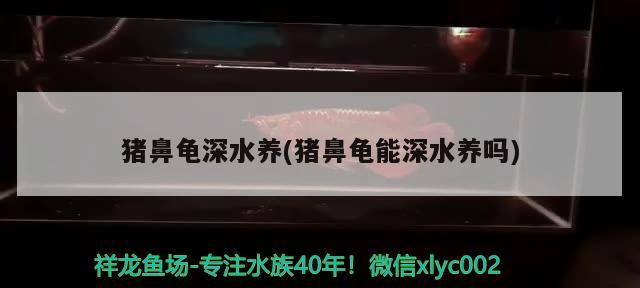 豬鼻龜深水養(豬鼻龜能深水養嗎)