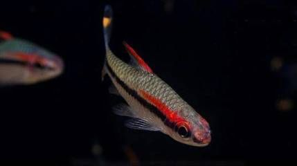 魟魚混養一眉道人：魟魚和一眉道人魚可以混養嗎