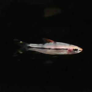 雷龍魚腹水能自愈嗎（雷龍魚腹水能活多久雷龍魚腹水能活多久）