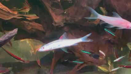魟魚混養一眉道人：魟魚和一眉道人魚可以混養嗎