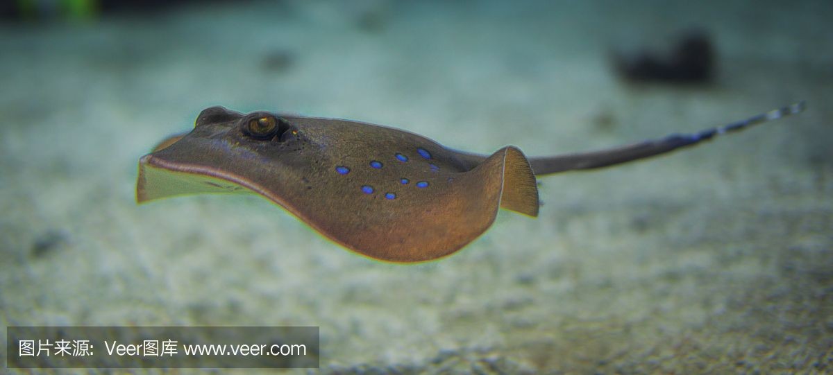 魟魚腹部有塊綠色怎么回事：魟魚腹部出現綠色可能是由于以下幾個原因
