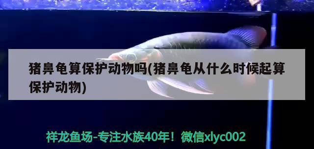 豬鼻龜算保護動物嗎(豬鼻龜從什么時候起算保護動物)