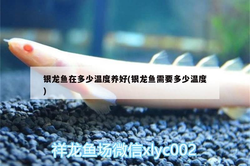 銀龍魚在多少溫度養(yǎng)好(銀龍魚需要多少溫度)