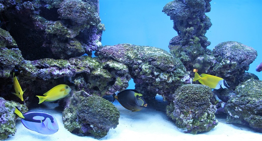 國內第一品牌魚缸排名