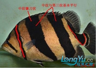 印尼虎魚暴斃原因分析圖：印尼虎魚暴斃原因分析圖文分析印尼虎魚暴斃的原因