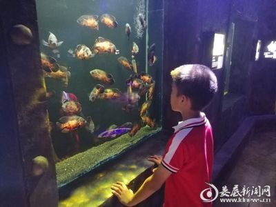 婁底水族館vs祥龍魚場（婁底水族館與祥龍魚場各有其特色和專業領域）