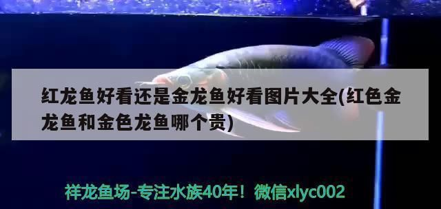 紅龍魚(yú)和金龍魚(yú)哪個(gè)好看一點(diǎn)兒：紅龍魚(yú)與金龍魚(yú)價(jià)格對(duì)比,如何辨別優(yōu)質(zhì)紅龍魚(yú)？ 紅龍魚(yú)和金龍魚(yú)哪個(gè)好看一點(diǎn)兒：紅龍魚(yú)與金龍魚(yú)價(jià)格對(duì)比,如何辨別優(yōu)質(zhì)紅龍魚(yú)？ 紅龍魚(yú)百科 第2張