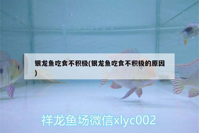銀龍魚吃食不積極(銀龍魚吃食不積極的原因) 銀龍魚吃食不積極(銀龍魚吃食不積極的原因) 銀龍魚百科