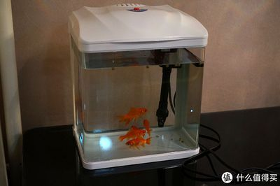 飼料 森森的水族箱怎么樣 森森魚缸 森森的水族箱怎么樣 森森的水族箱怎么樣 森森魚缸