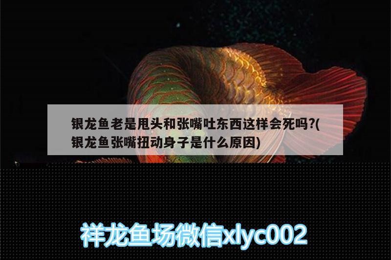 銀龍魚老是甩頭和張嘴吐東西這樣會死嗎?(銀龍魚張嘴扭動身子是什么原因)