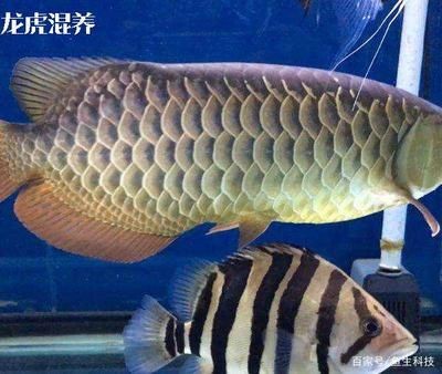 印尼虎魚和什么魚混養好看圖片：印尼虎魚和什么魚混養
