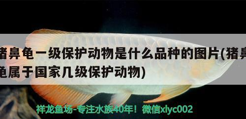 豬鼻龜一級保護動物是什么品種的圖片(豬鼻龜屬于國家?guī)准壉Ｗo動物)