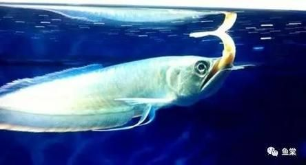 12公分的魟魚吃什么：12公分的魟魚可以吃什么？