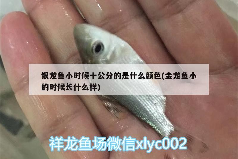 銀龍魚小時候十公分的是什么顏色(金龍魚小的時候長什么樣) 銀龍魚小時候十公分的是什么顏色(金龍魚小的時候長什么樣) 銀龍魚百科