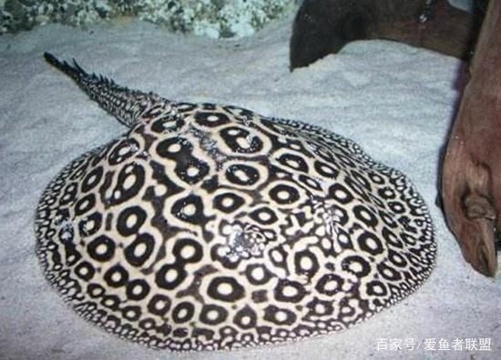 魟魚行為異常的深層原因：如何判斷魟魚是否處于緊張狀態 魟魚行為異常的深層原因：如何判斷魟魚是否處于緊張狀態 魟魚百科 第2張