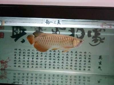 本溪龍魚vs祥龍魚場（探討本溪龍魚與祥龍魚場的差異之前，我們需要明確兩者所指的內容） 本溪龍魚vs祥龍魚場（探討本溪龍魚與祥龍魚場的差異之前，我們需要明確兩者所指的內容） 全國水族館企業名錄 第2張