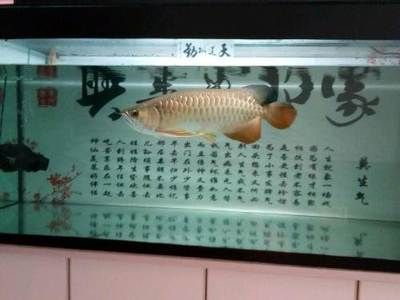 本溪龍魚vs祥龍魚場（探討本溪龍魚與祥龍魚場的差異之前，我們需要明確兩者所指的內容） 本溪龍魚vs祥龍魚場（探討本溪龍魚與祥龍魚場的差異之前，我們需要明確兩者所指的內容） 全國水族館企業名錄 第3張