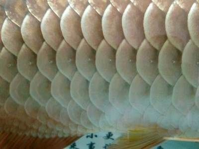 本溪龍魚vs祥龍魚場（探討本溪龍魚與祥龍魚場的差異之前，我們需要明確兩者所指的內容） 本溪龍魚vs祥龍魚場（探討本溪龍魚與祥龍魚場的差異之前，我們需要明確兩者所指的內容） 全國水族館企業名錄 第6張