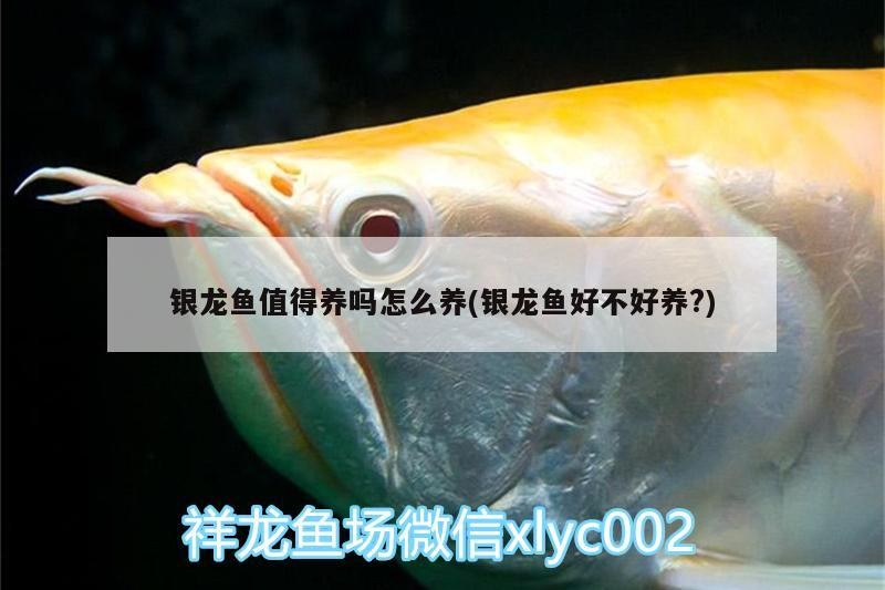 銀龍魚值得養嗎怎么養(銀龍魚好不好養?) 銀龍魚值得養嗎怎么養(銀龍魚好不好養?) 銀龍魚百科