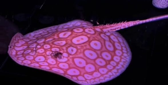 黑帝王魟魚稀有品種價格趨勢：黑帝王魟魚稀有品種價格趨勢分析