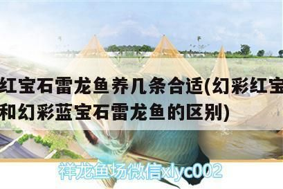 黑帝王魟魚稀有品種價格趨勢：黑帝王魟魚稀有品種價格趨勢分析
