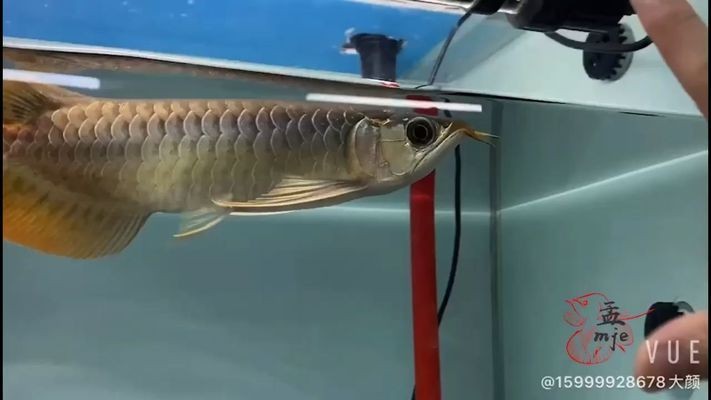 龍魚下掛手術vs祥龍魚場：“龍魚下掛手術”與“祥龍魚場”兩個養殖項目的關系