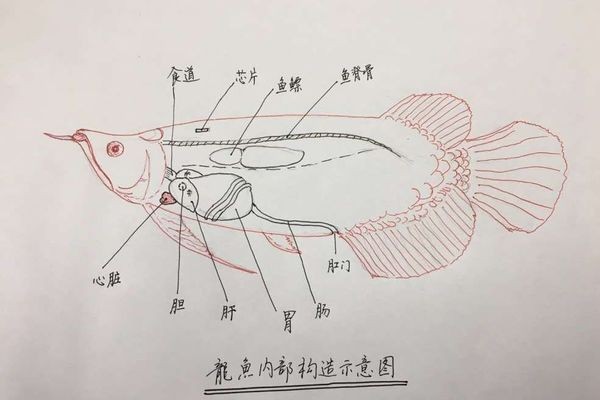 龍魚下掛手術vs祥龍魚場：“龍魚下掛手術”與“祥龍魚場”兩個養殖項目的關系