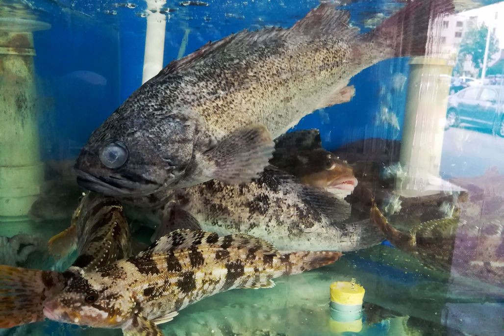 日照龍魚vs祥龍魚場（探討日照龍魚與祥龍魚場的區(qū)別之前需要明確兩個概念） 日照龍魚vs祥龍魚場（探討日照龍魚與祥龍魚場的區(qū)別之前需要明確兩個概念） 全國水族館企業(yè)名錄 第5張