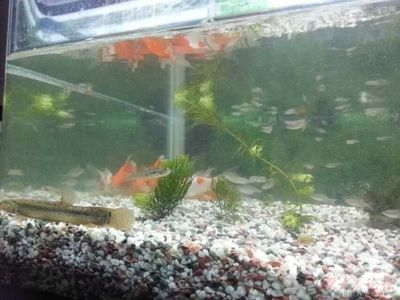 日照龍魚vs祥龍魚場（探討日照龍魚與祥龍魚場的區(qū)別之前需要明確兩個概念） 日照龍魚vs祥龍魚場（探討日照龍魚與祥龍魚場的區(qū)別之前需要明確兩個概念） 全國水族館企業(yè)名錄 第6張