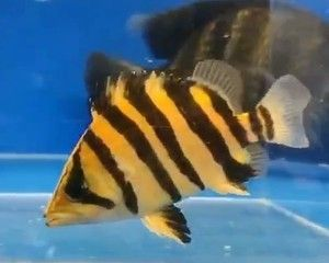 泰北虎與蘇虎區別大嗎：泰北虎與蘇虎區別大嗎泰北虎與蘇虎區別大嗎