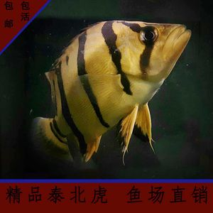 泰北虎與蘇虎區別大嗎：泰北虎與蘇虎區別大嗎泰北虎與蘇虎區別大嗎