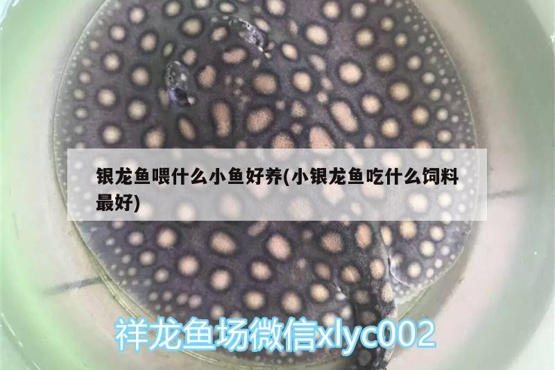 銀龍魚喂什么小魚好養(小銀龍魚吃什么飼料最好)