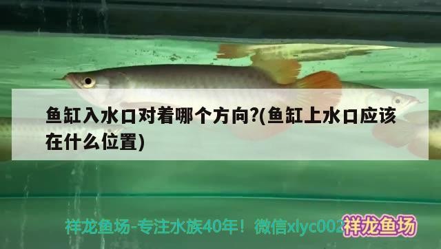 魚缸入水口對著哪個方向?(魚缸上水口應該在什么位置) 魚缸入水口對著哪個方向?(魚缸上水口應該在什么位置) 魟魚百科
