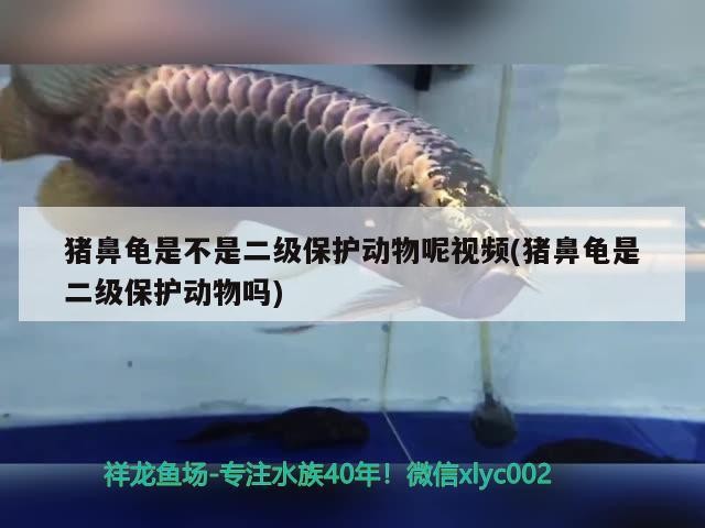 豬鼻龜是不是二級保護動物呢視頻(豬鼻龜是二級保護動物嗎)