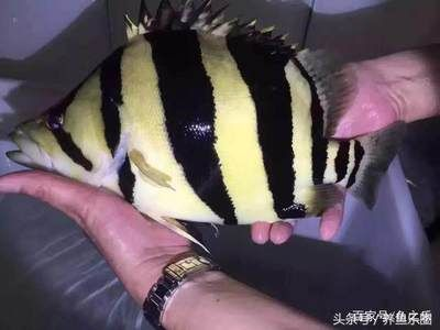 普通紅龍魚能變紅嗎怎么養：普通紅龍魚怎么養，紅龍魚能變紅嗎？
