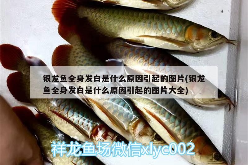 銀龍魚全身發(fā)白是什么原因引起的圖片(銀龍魚全身發(fā)白是什么原因引起的圖片大全)