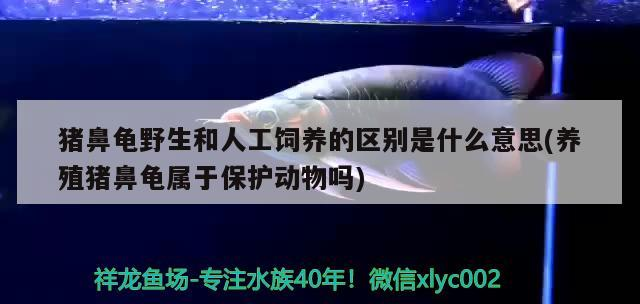 豬鼻龜野生和人工飼養(yǎng)的區(qū)別是什么意思(養(yǎng)殖豬鼻龜屬于保護(hù)動(dòng)物嗎)