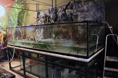 魟魚側缸：魟魚側缸養殖注意事項 魟魚側缸：魟魚側缸養殖注意事項 魟魚百科 第3張