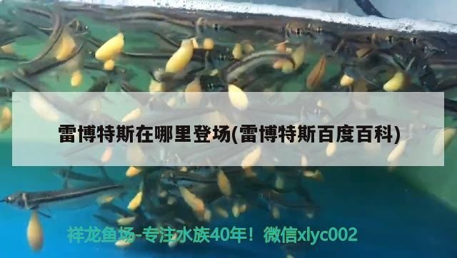 雷博特斯在哪里登場(雷博特斯百度百科)