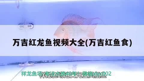 萬吉紅龍魚價格多少：萬吉紅龍魚價格波動原因如何辨別萬吉紅龍魚真偽