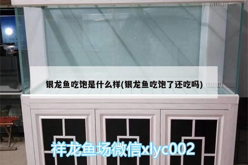 銀龍魚吃飽是什么樣(銀龍魚吃飽了還吃嗎)