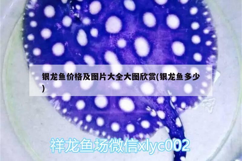 銀龍魚價格及圖片大全大圖欣賞(銀龍魚多少)