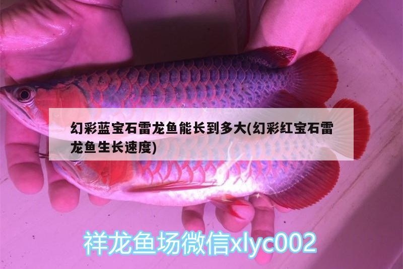 幻彩藍(lán)寶石雷龍魚能長到多大(幻彩紅寶石雷龍魚生長速度)
