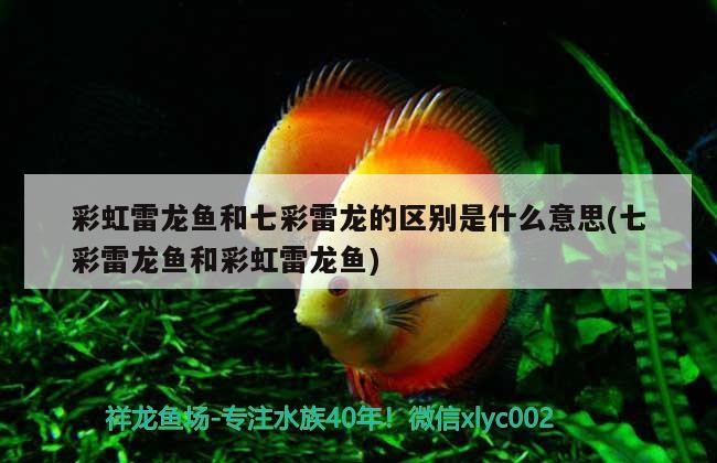 過背金龍魚多大可以過背，過背金龍魚多大開始爬背（過背金龍魚養(yǎng)多久過背金龍魚多大開始爬背過背金龍魚多大開始爬背）